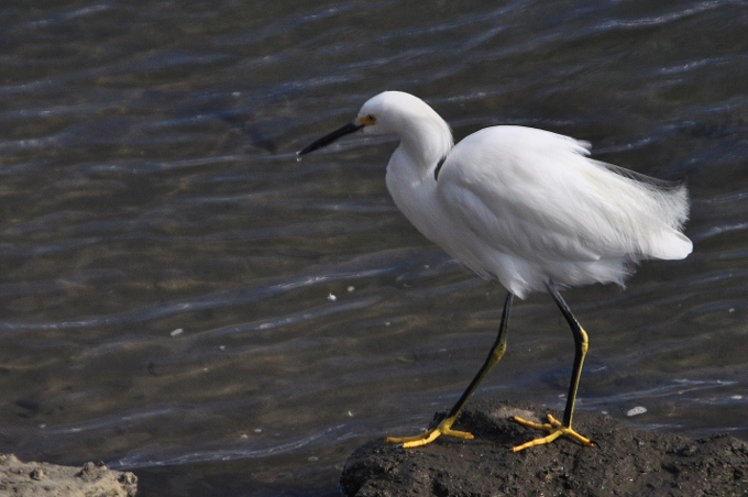 an egret on the water scouting for food